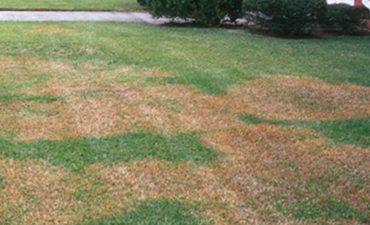 Rhizoctonia Brown Patch