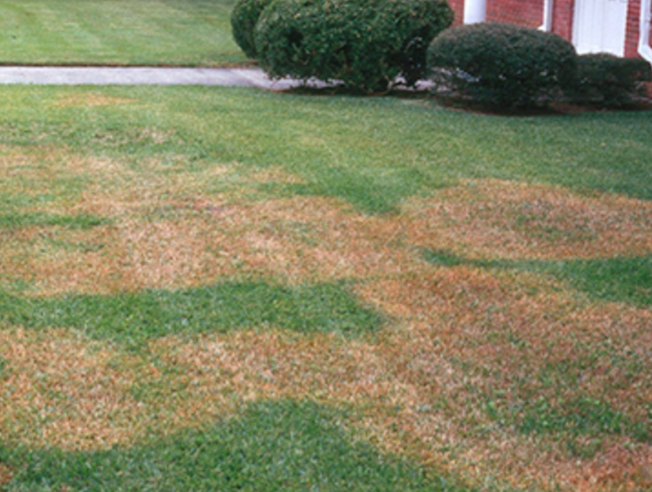 Lawn Disease Management Goldenrule Lawn Solutions